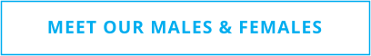 MEET OUR MALES & FEMALES