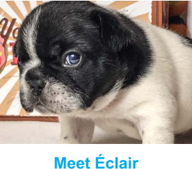 Meet Éclair