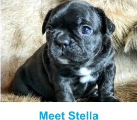 Meet Stella