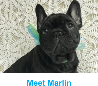 Meet Marlin